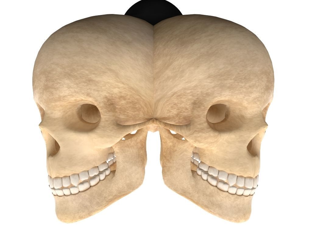 Skull Lamp 3D model_3