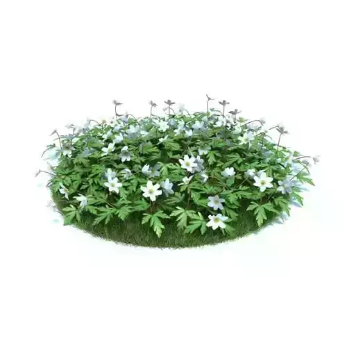 Flower Patch With White Flowers