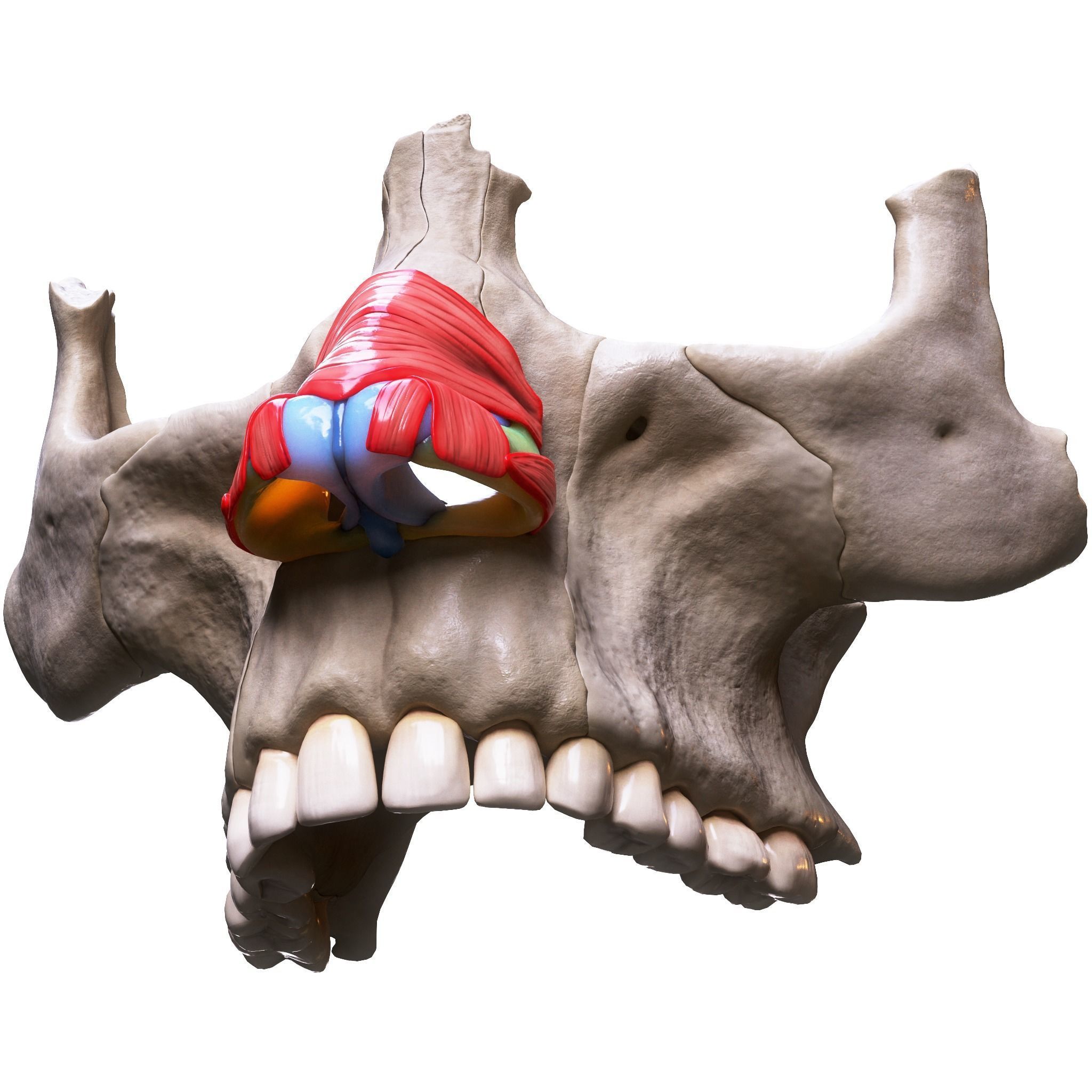 Nasal Human Anatomy Structure  3D model_3