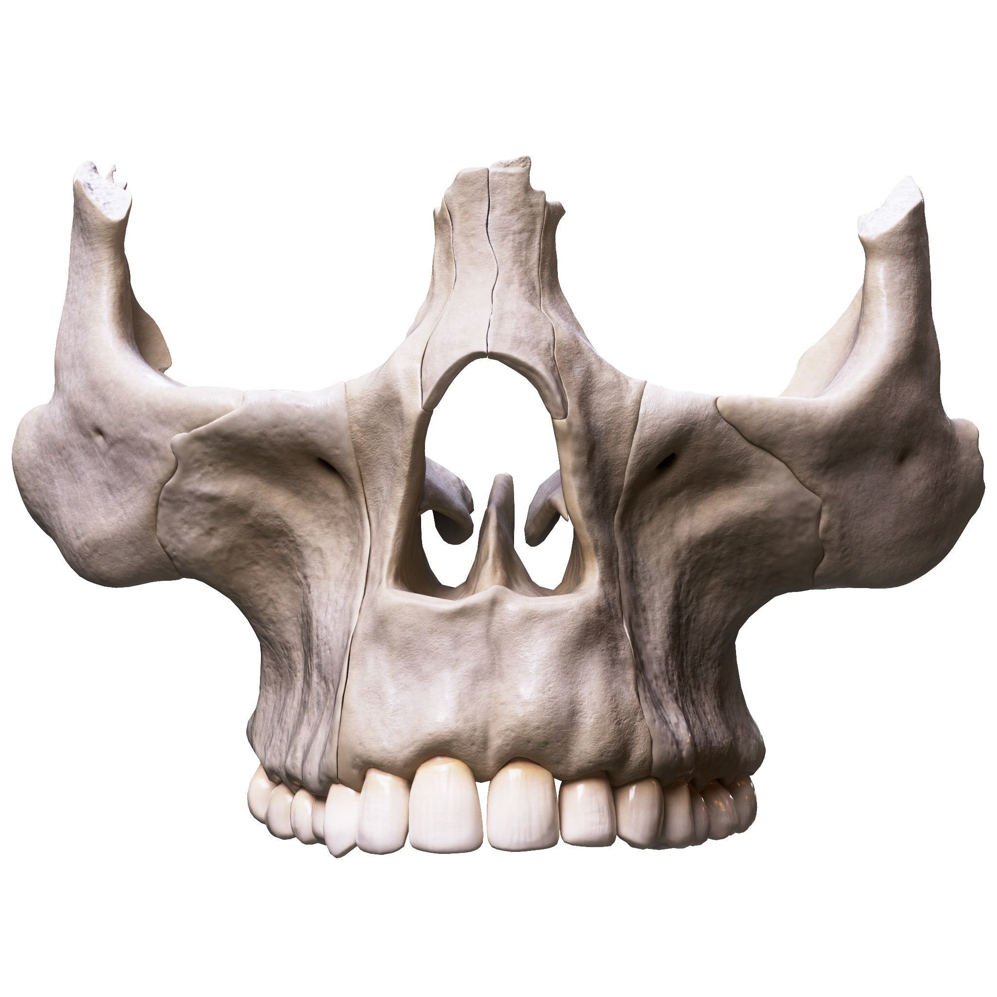 Nasal Human Anatomy Structure  3D model_8