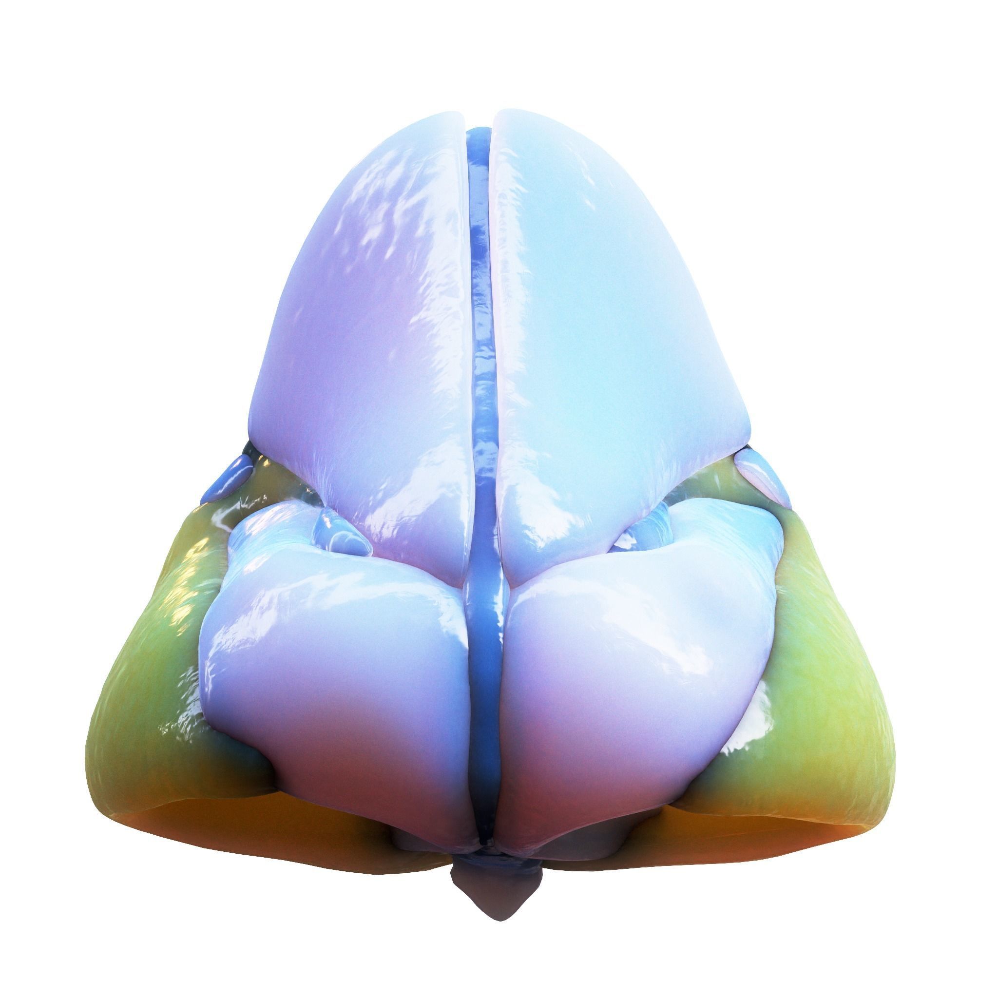 Nasal Human Anatomy Structure  3D model_13