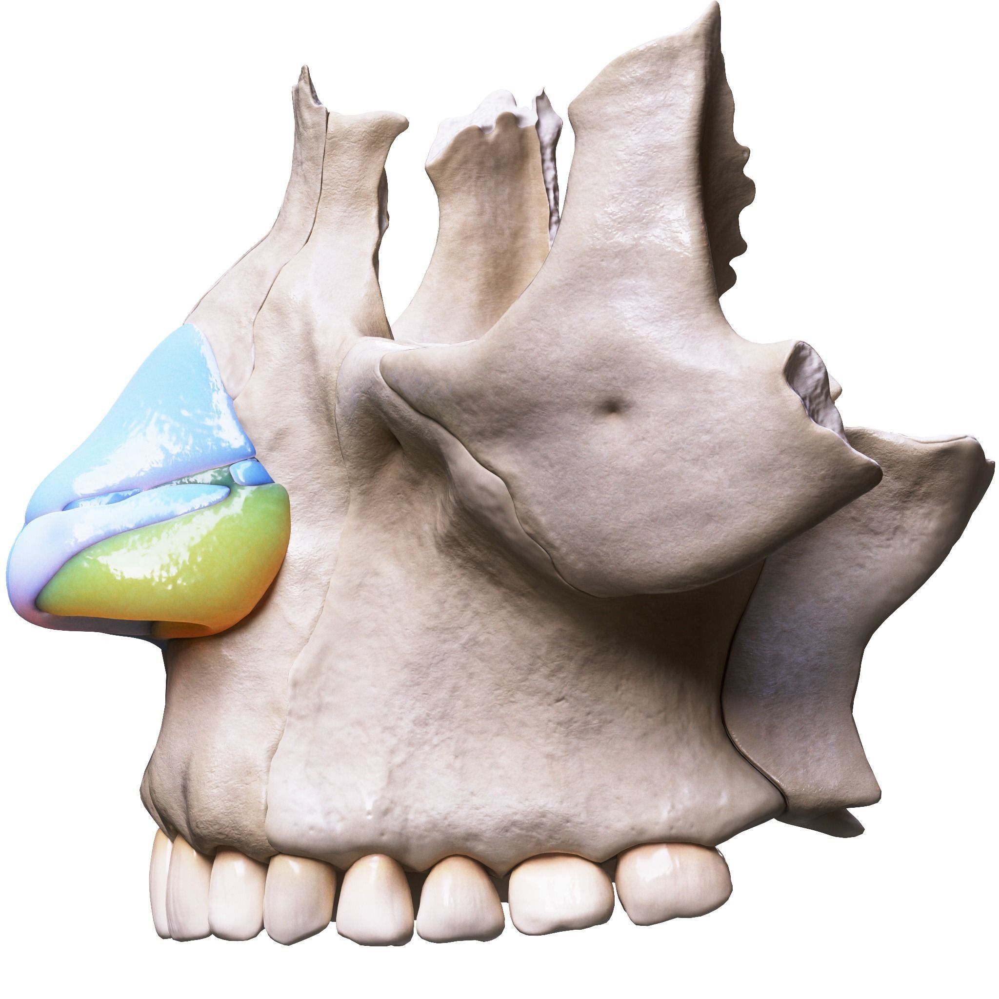 Nasal Human Anatomy Structure  3D model_1