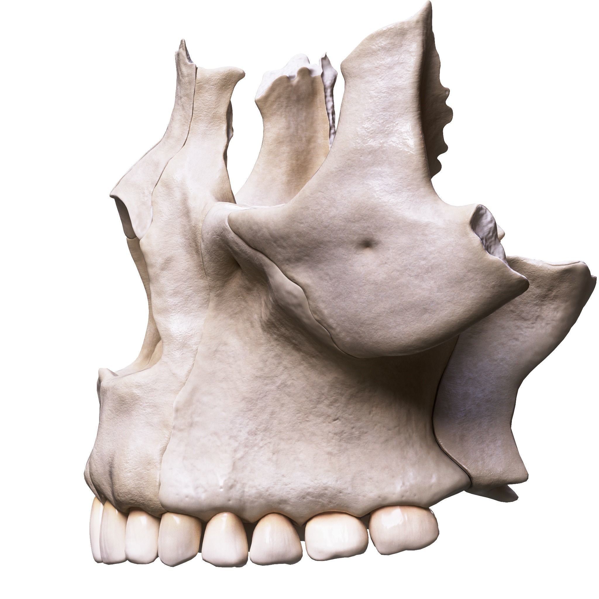Nasal Human Anatomy Structure  3D model_2