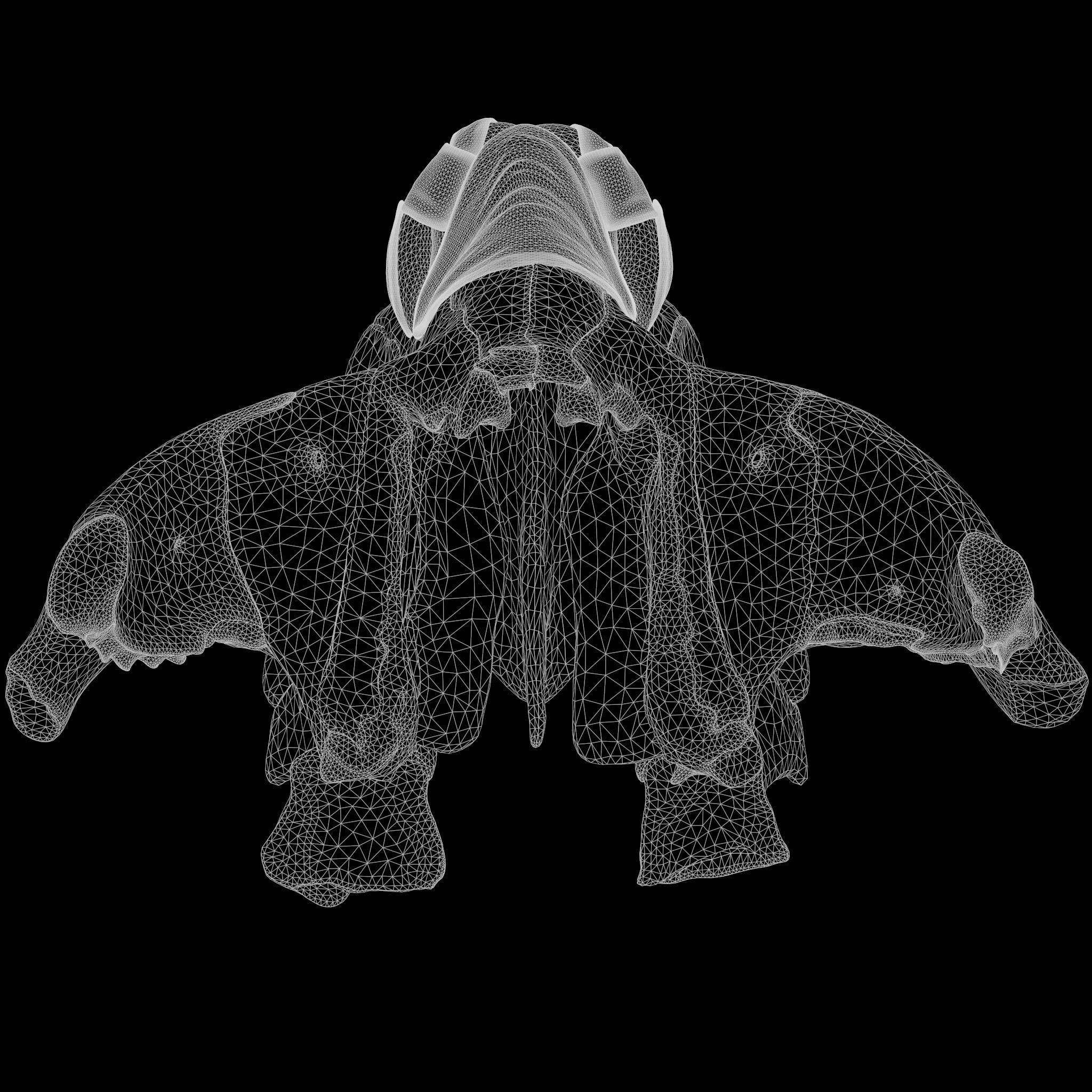 Nasal Human Anatomy Structure  3D model_14