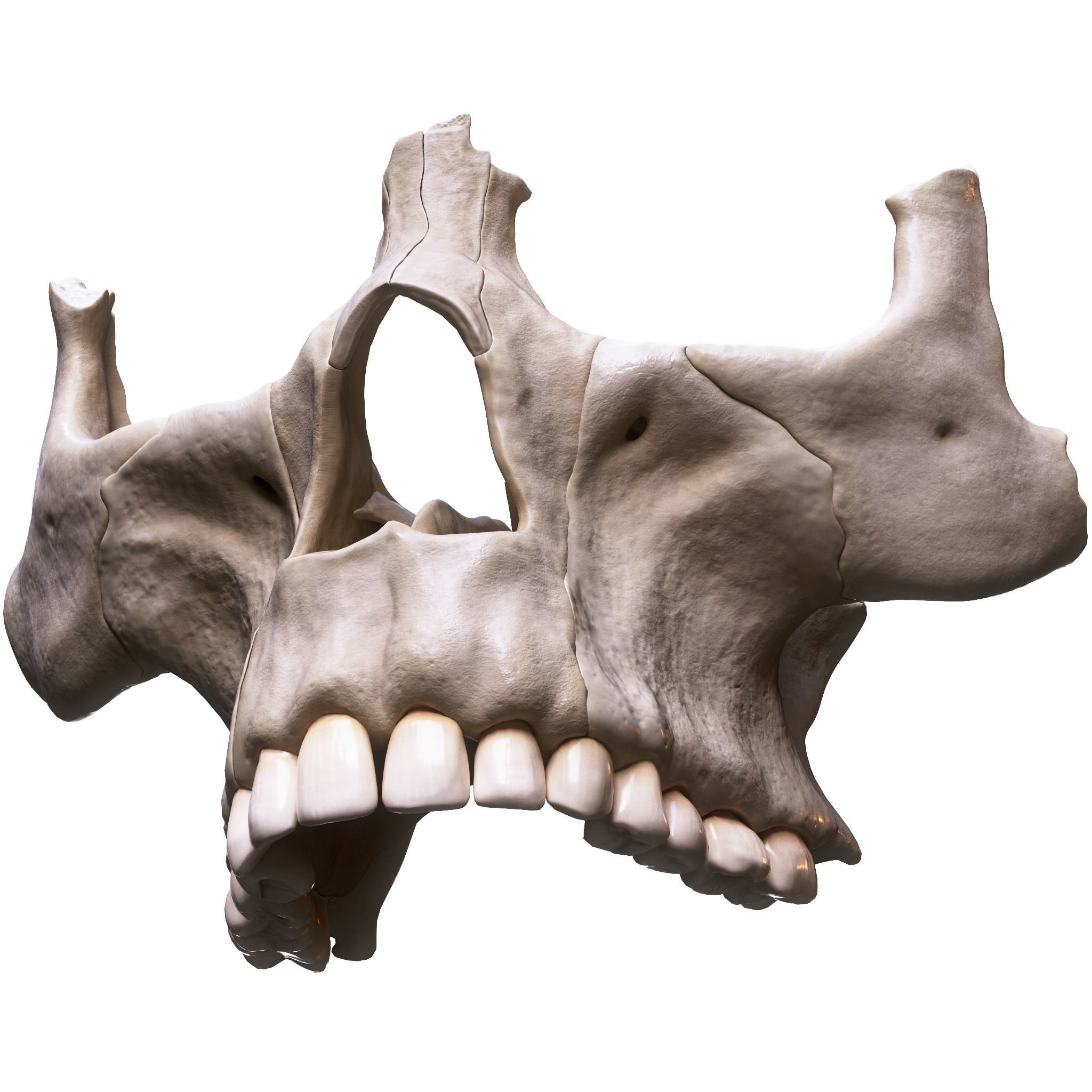 Nasal Human Anatomy Structure  3D model_5