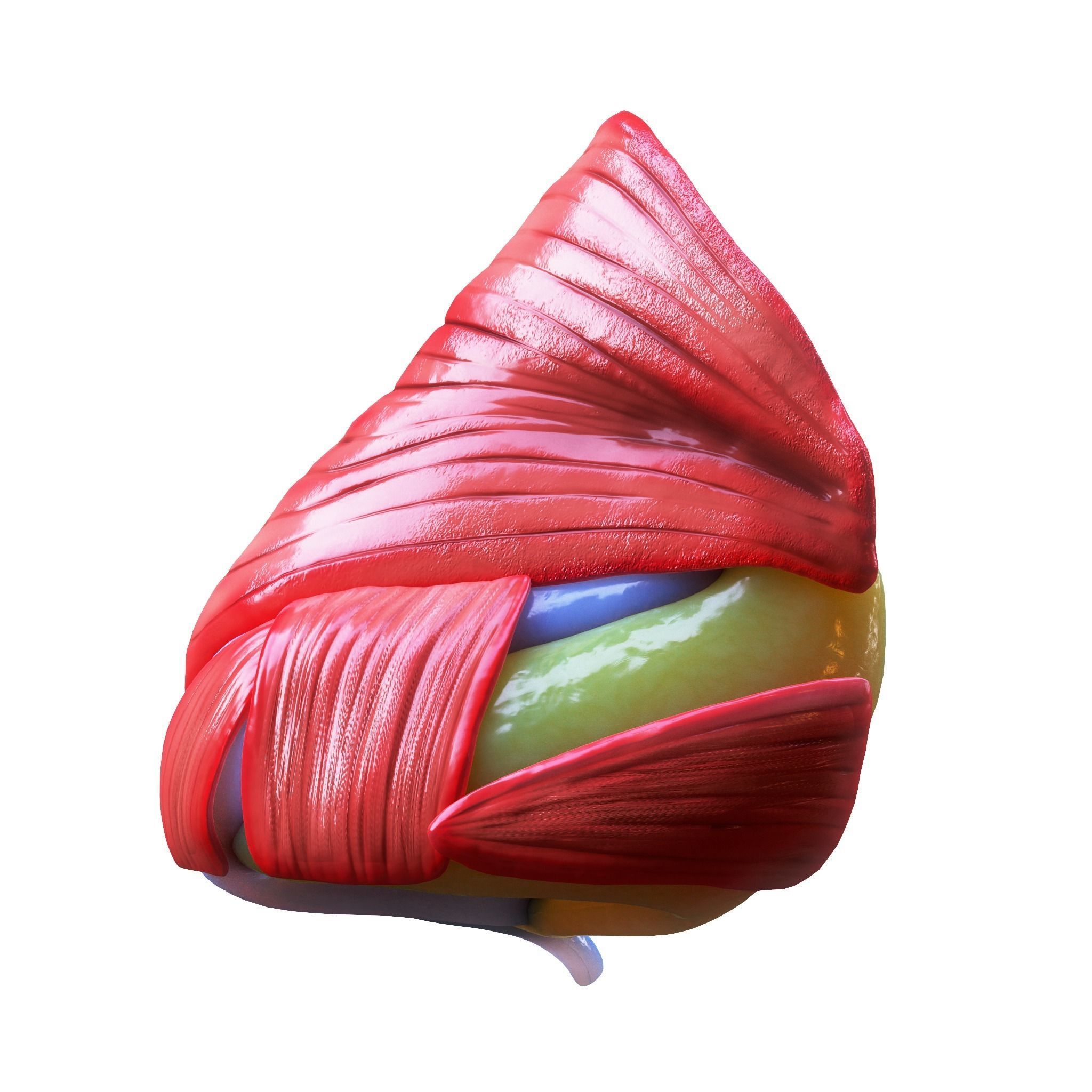 Nasal Human Anatomy Structure  3D model_10