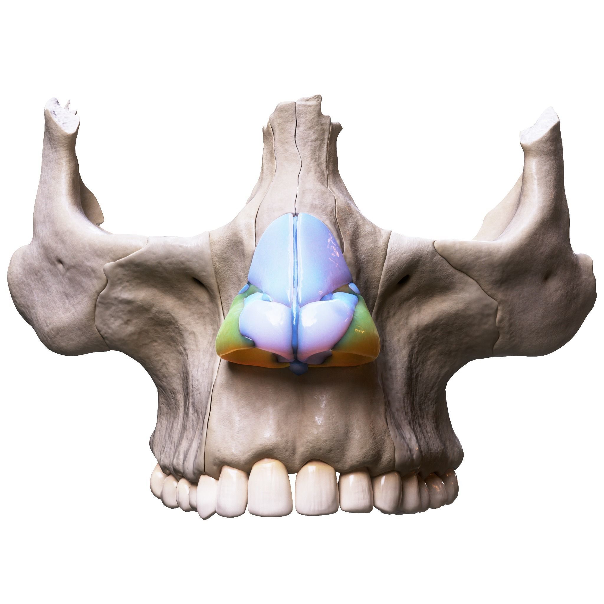 Nasal Human Anatomy Structure  3D model_7