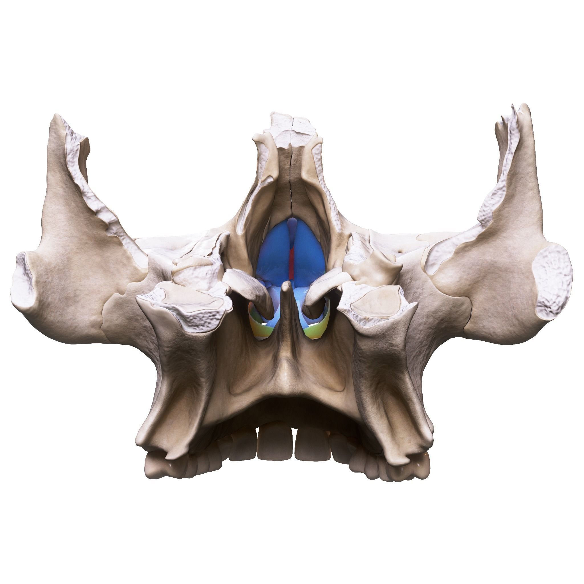 Nasal Human Anatomy Structure  3D model_9