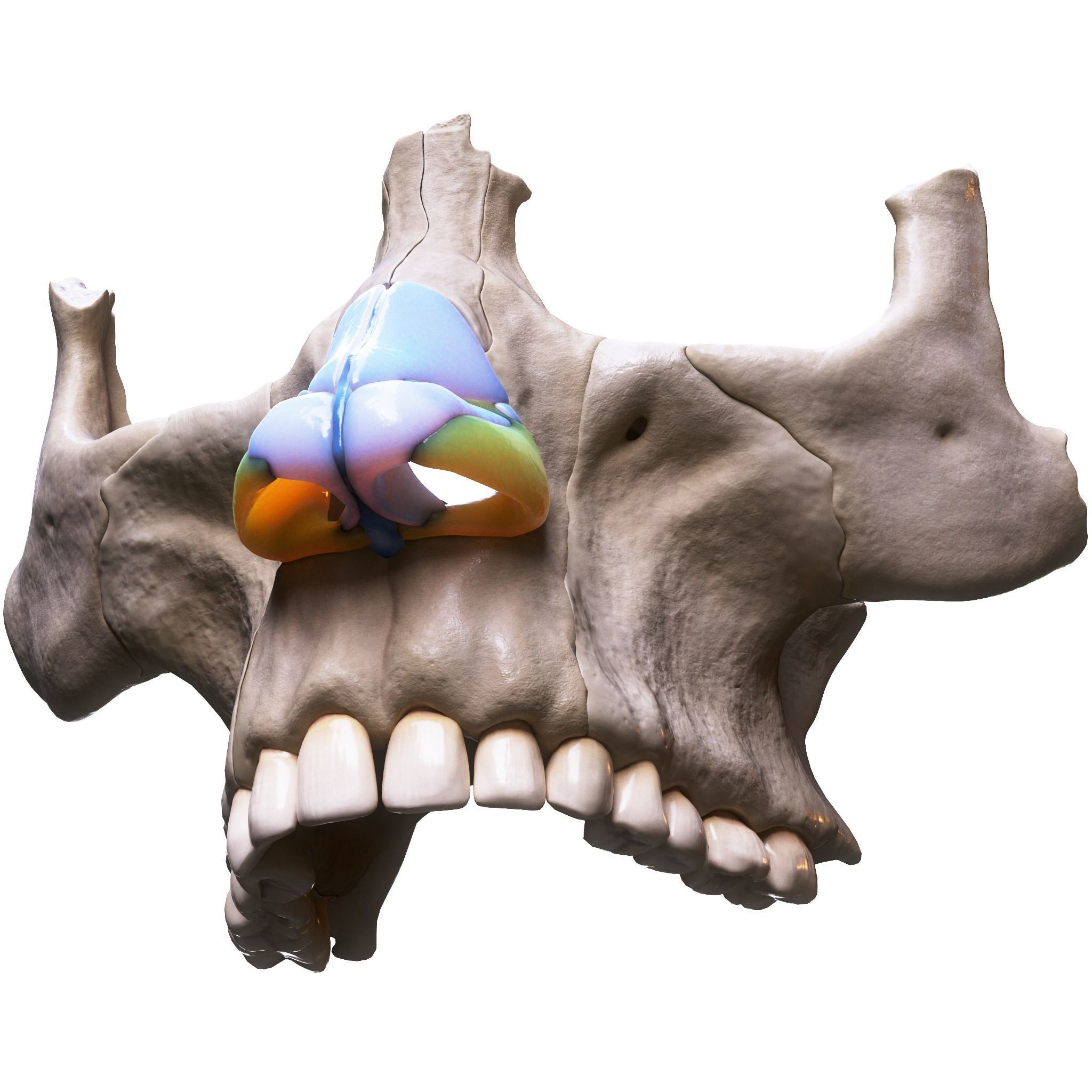 Nasal Human Anatomy Structure  3D model_4