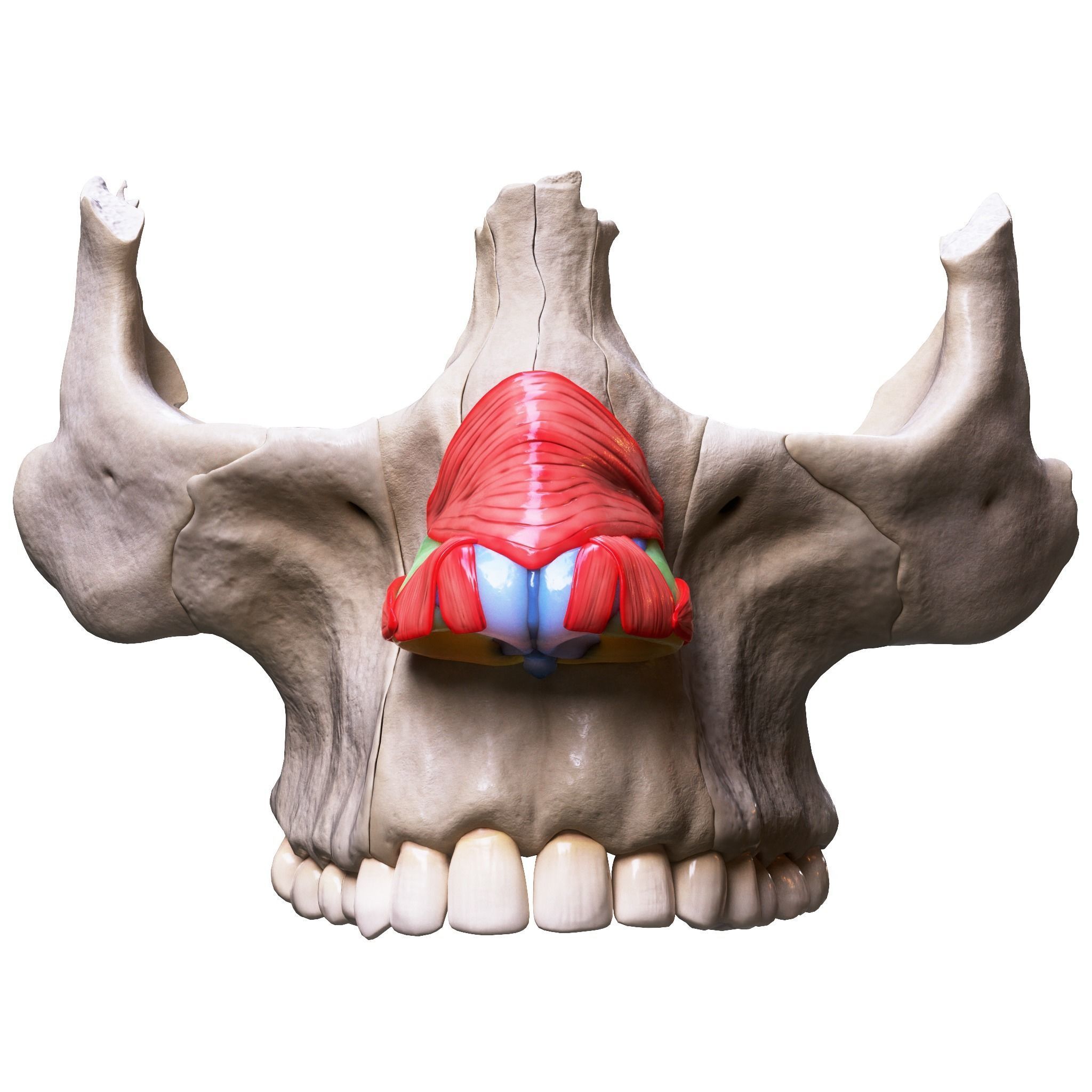 Nasal Human Anatomy Structure  3D model_6