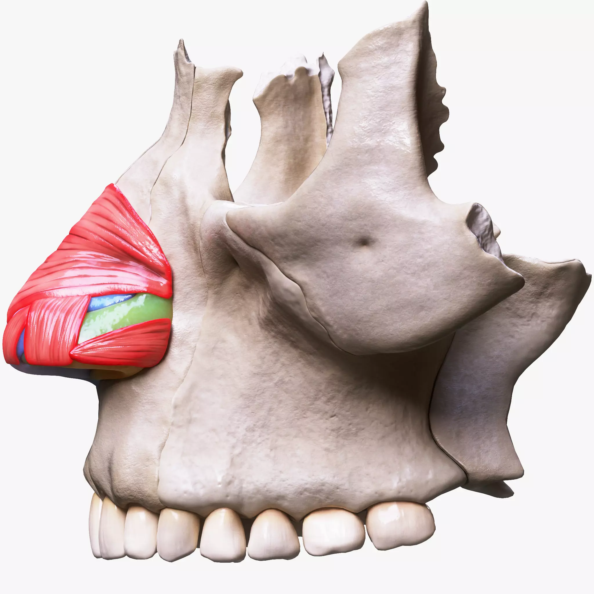 Nasal Human Anatomy Structure  3D model_0