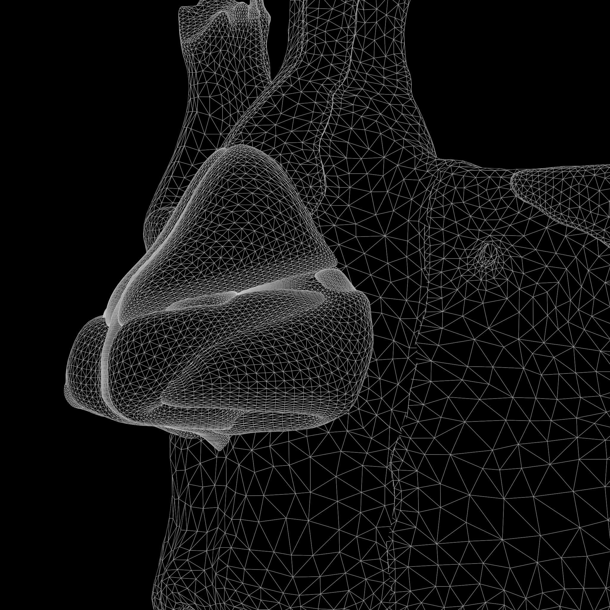 Nasal Human Anatomy Structure  3D model_19