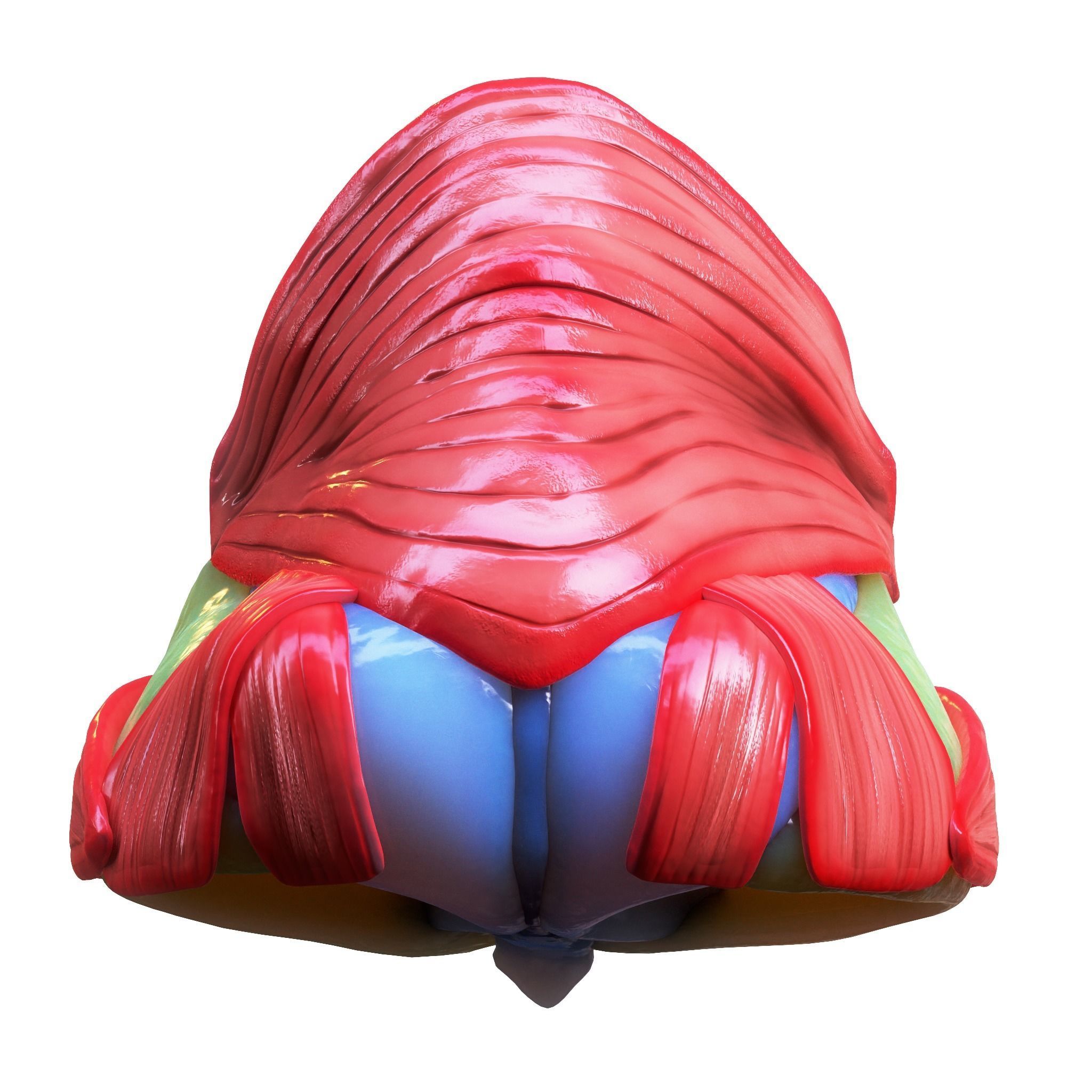 Nasal Human Anatomy Structure  3D model_12