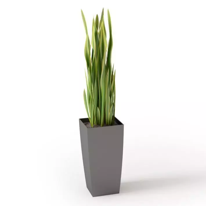 Green Square House Plant 3D model_0