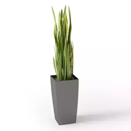 Green Square House Plant 3D model