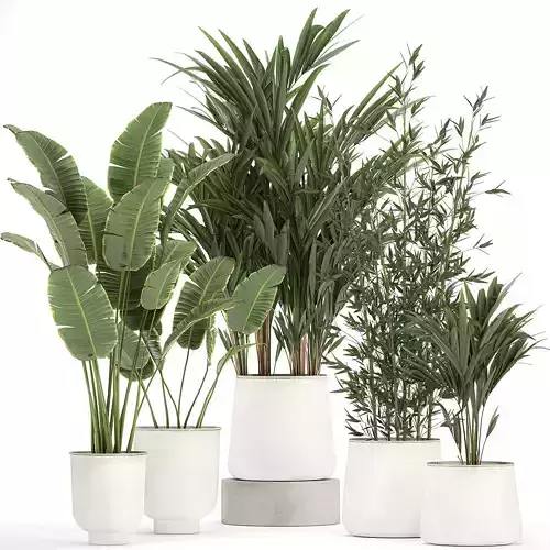 Plants in a metal flowerpot for the interior 1087