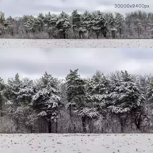 Panorama of a forest with snow-covered trees - 30k 3D model