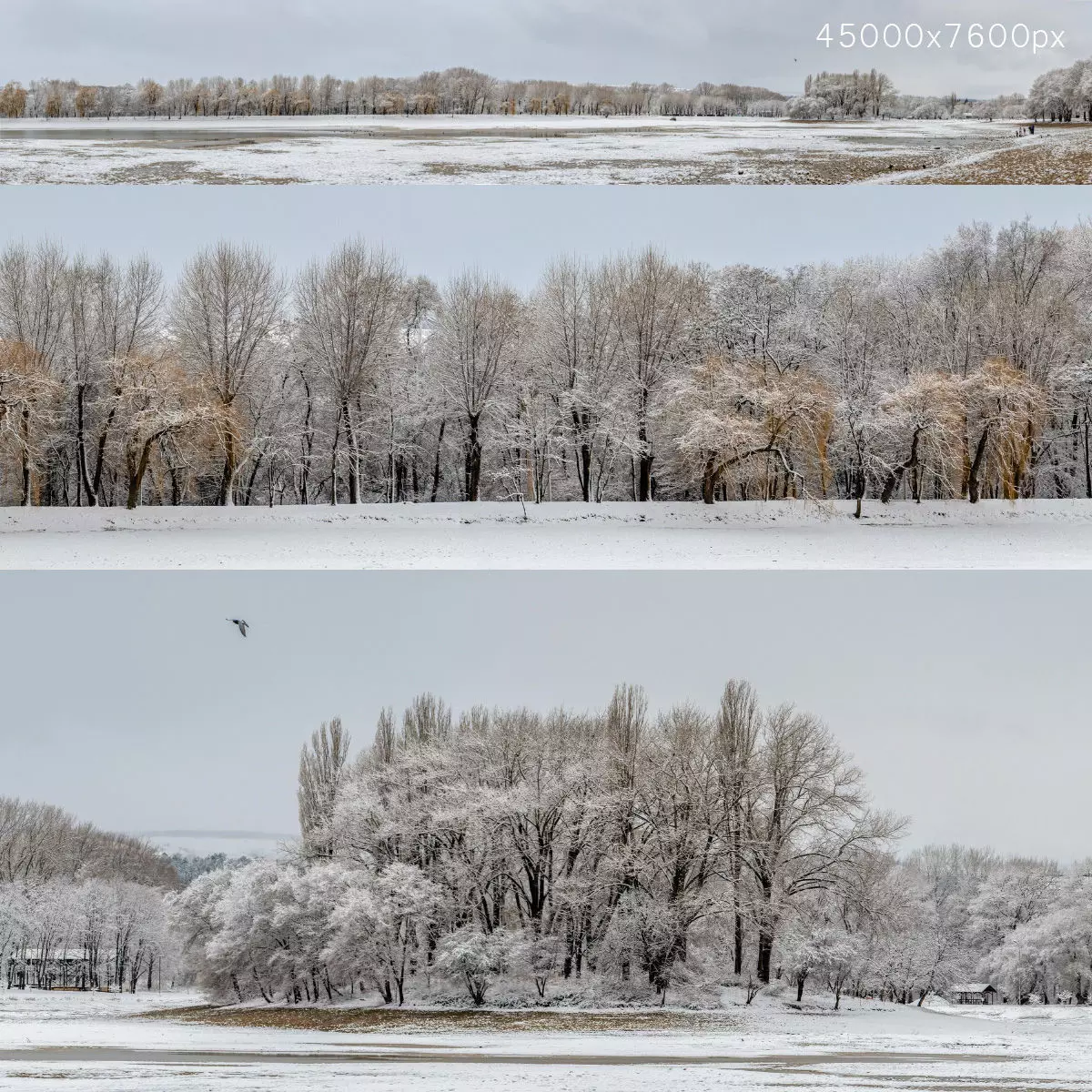 Panorama of the park with a lake and snow-covered trees - 45k 3D model_0