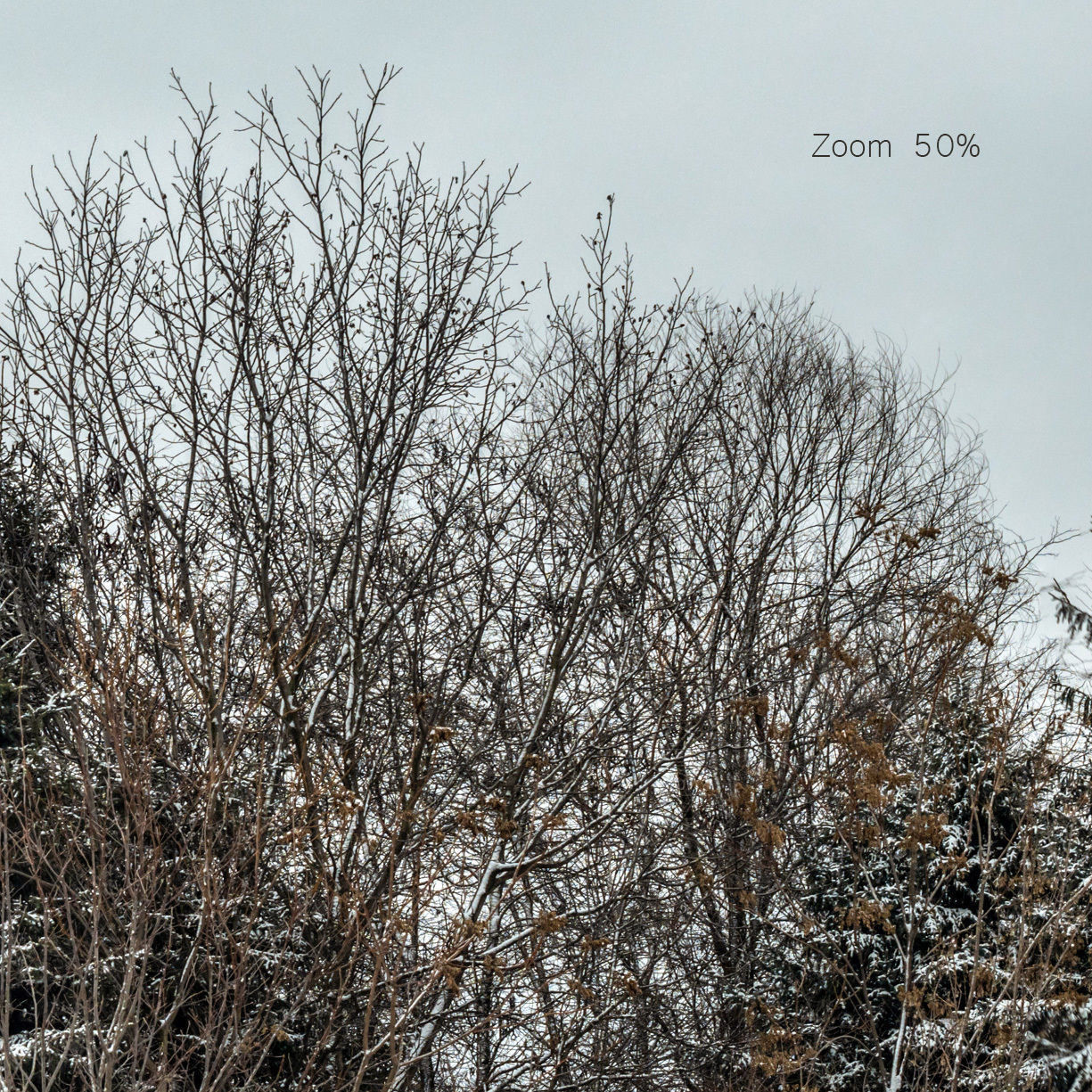 Panorama with snow-covered trees and a field - 30k 3D model_1