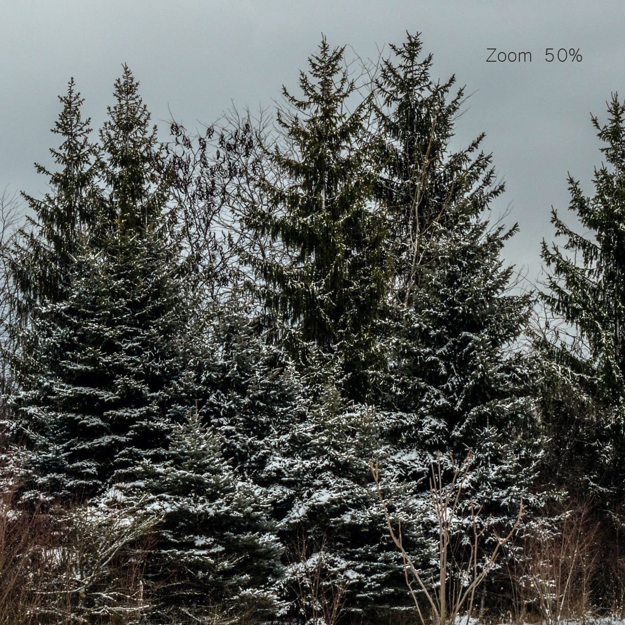 Panorama with snow-covered trees and a field - 30k 3D model_2
