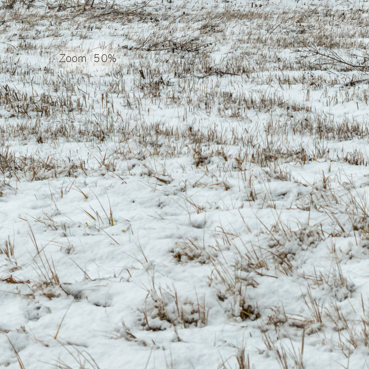 Panorama with snow-covered trees and a field - 30k 3D model_5