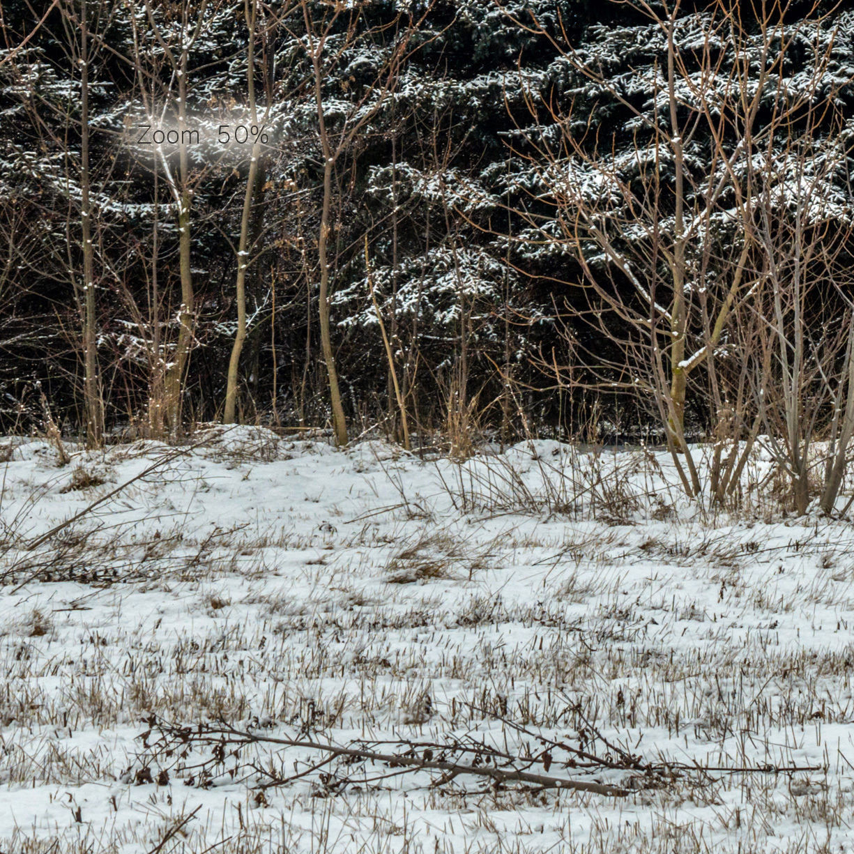 Panorama with snow-covered trees and a field - 30k 3D model_4