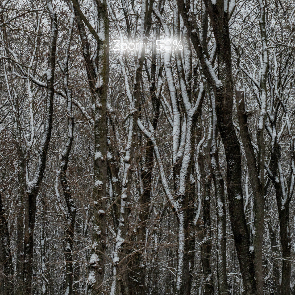 Winter panorama of the park with snow-covered trees - 60k 3D model_5