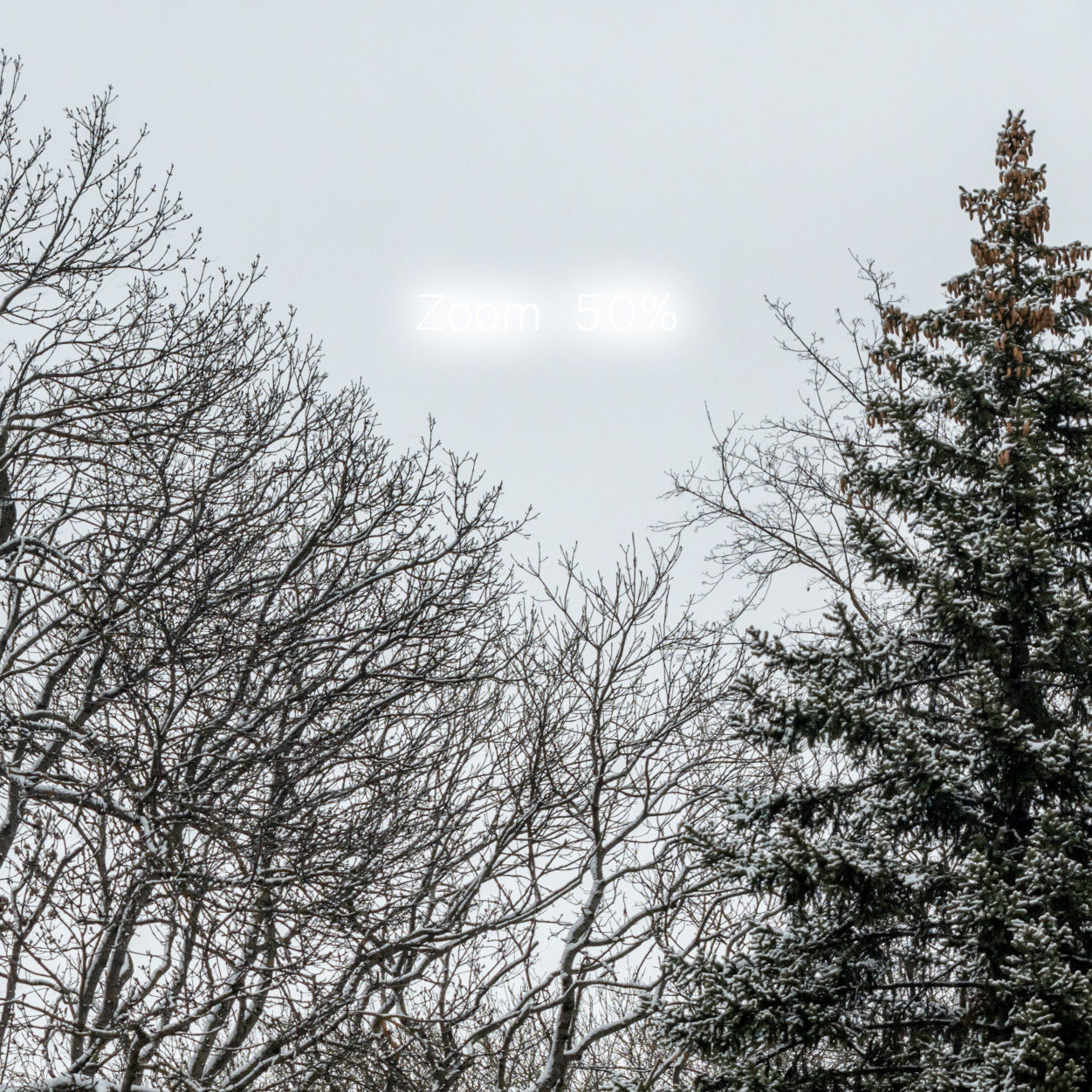 Winter panorama of the park with snow-covered trees - 60k 3D model_2