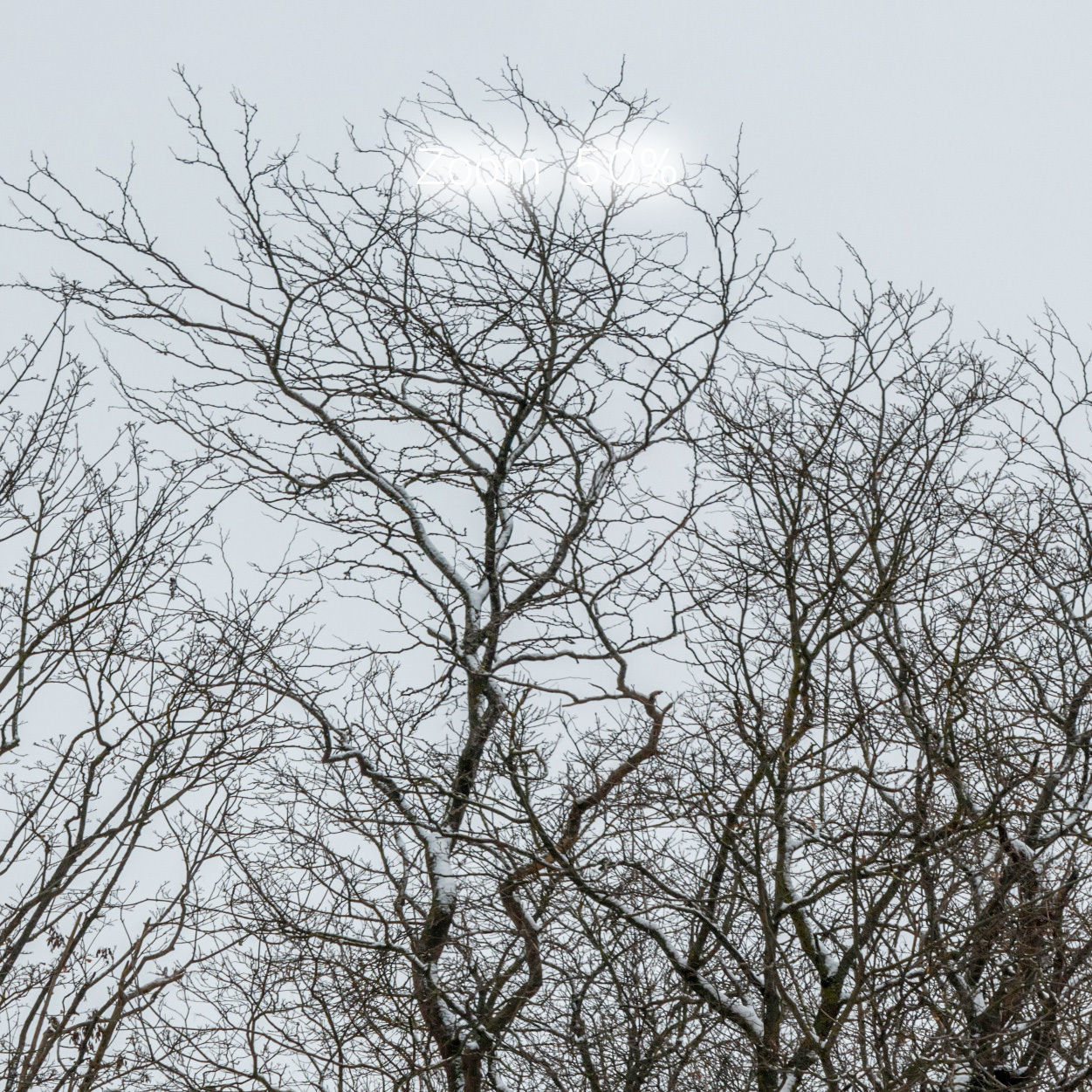 Winter panorama of the park with snow-covered trees - 60k 3D model_6