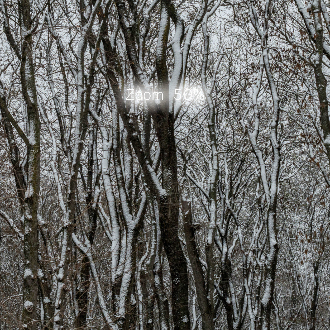 Winter panorama of the park with snow-covered trees - 60k 3D model_1