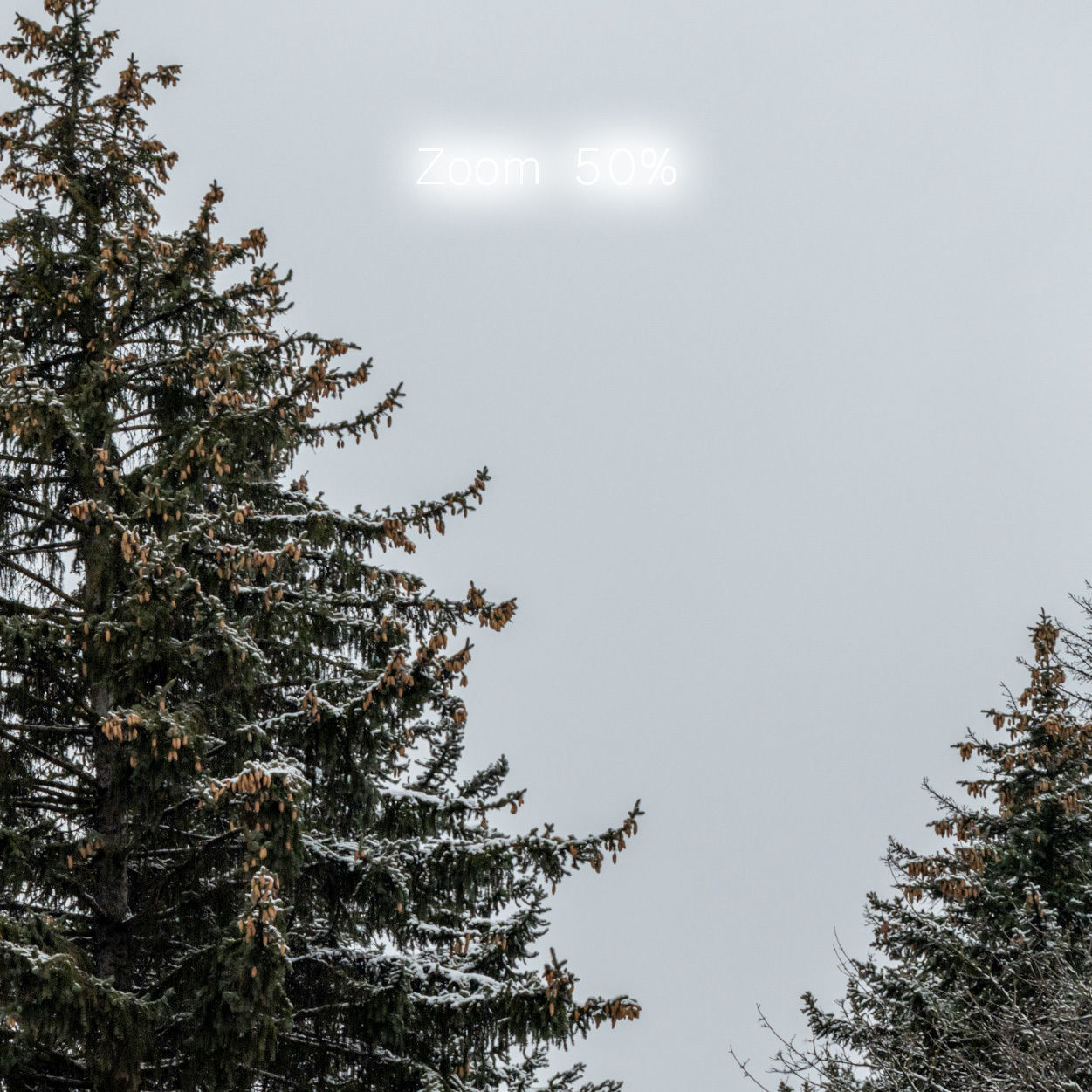 Winter panorama of the park with snow-covered trees - 60k 3D model_8