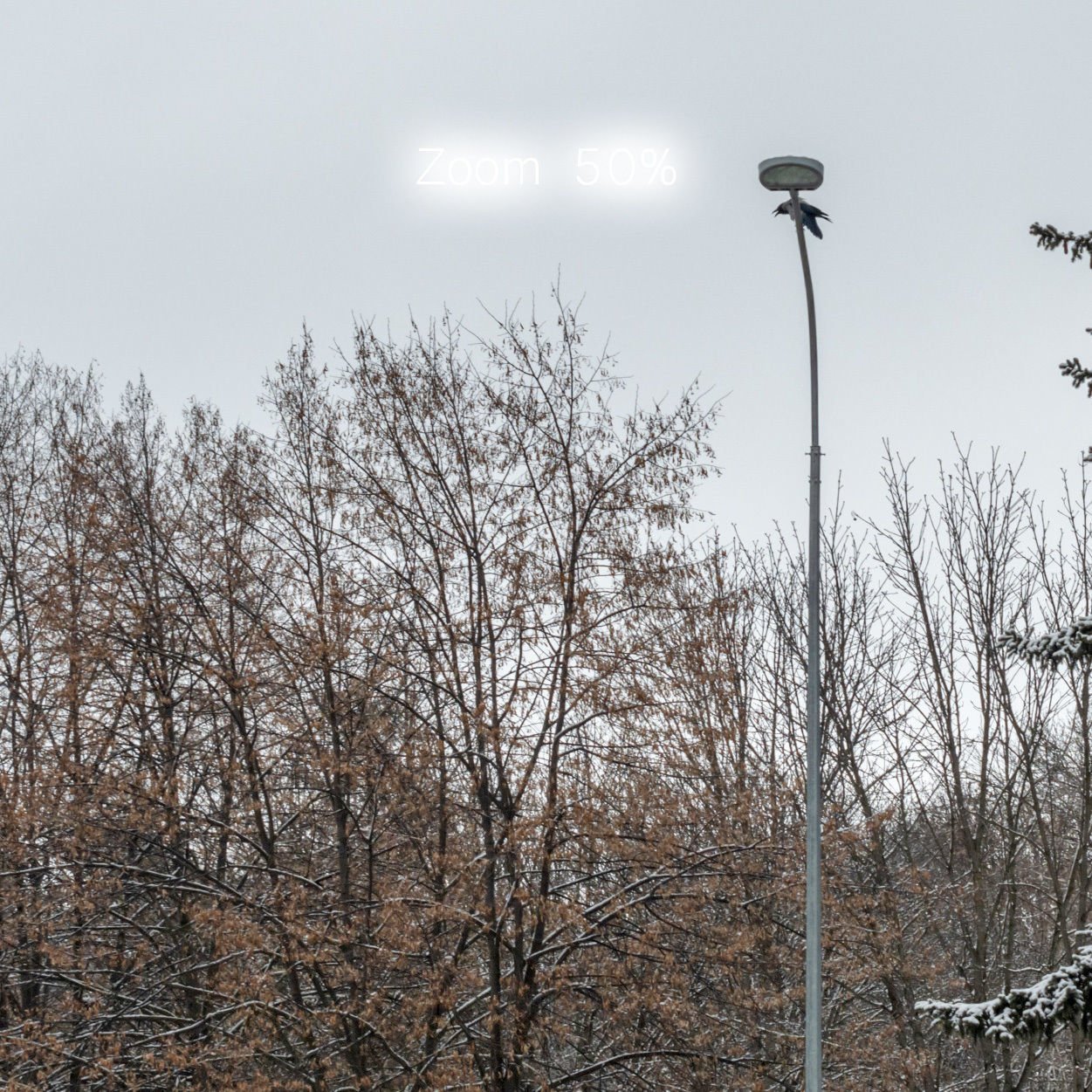 Winter panorama of the park with snow-covered trees - 60k 3D model_3