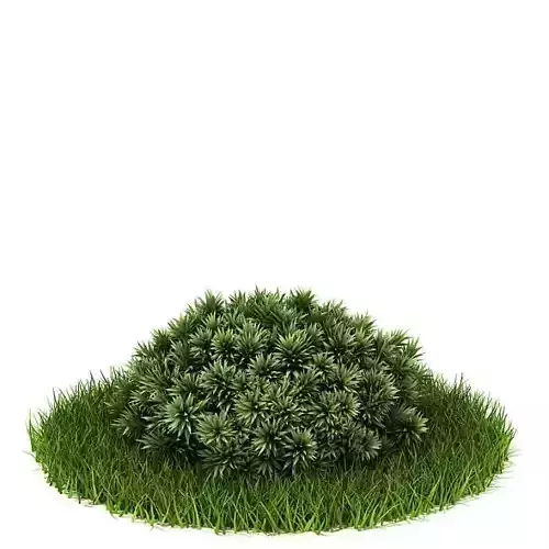 Cactus Like Green Bush