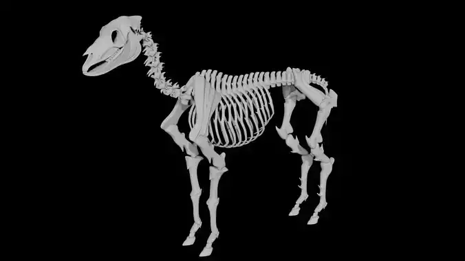 Horse Skeleton Low-poly 3D model