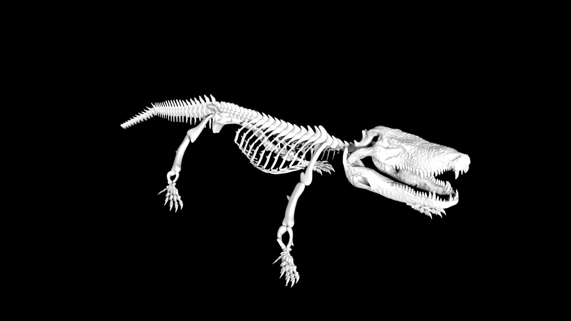 Crocodile Skeleton Low-poly 3D model_5
