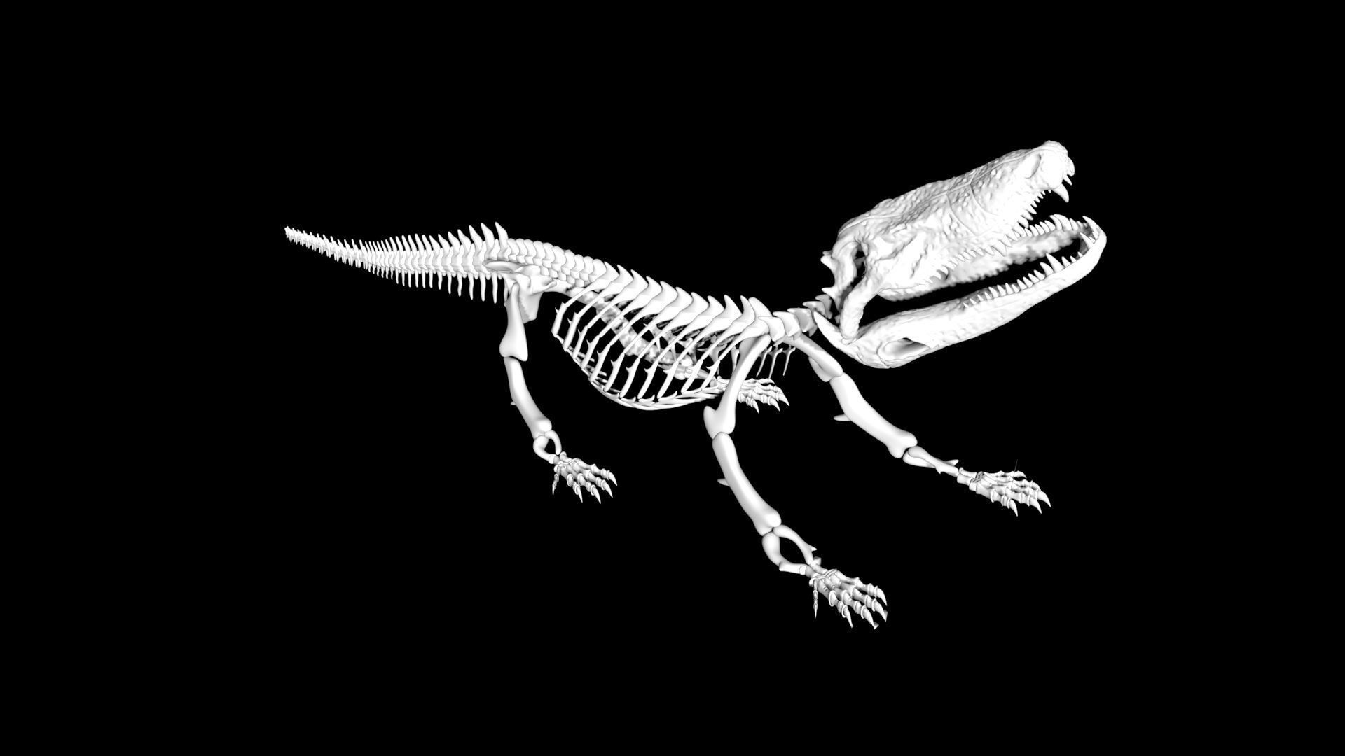 Crocodile Skeleton Low-poly 3D model_6