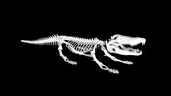 Crocodile Skeleton Low-poly 3D model