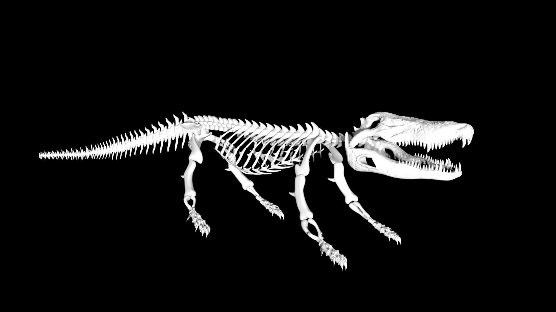 Crocodile Skeleton Low-poly 3D model_3