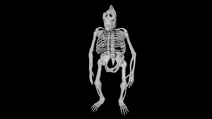 Gorilla Skeleton Low-poly 3D model