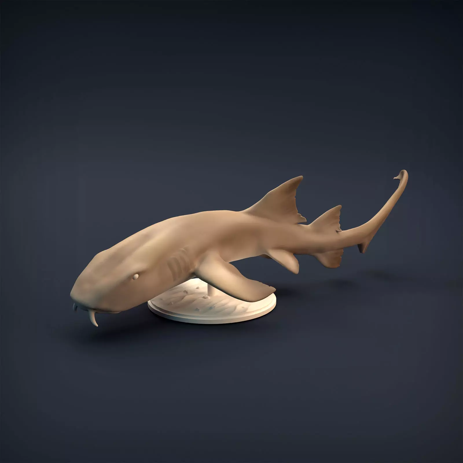 Nurse Shark for 3D printing 3D print model