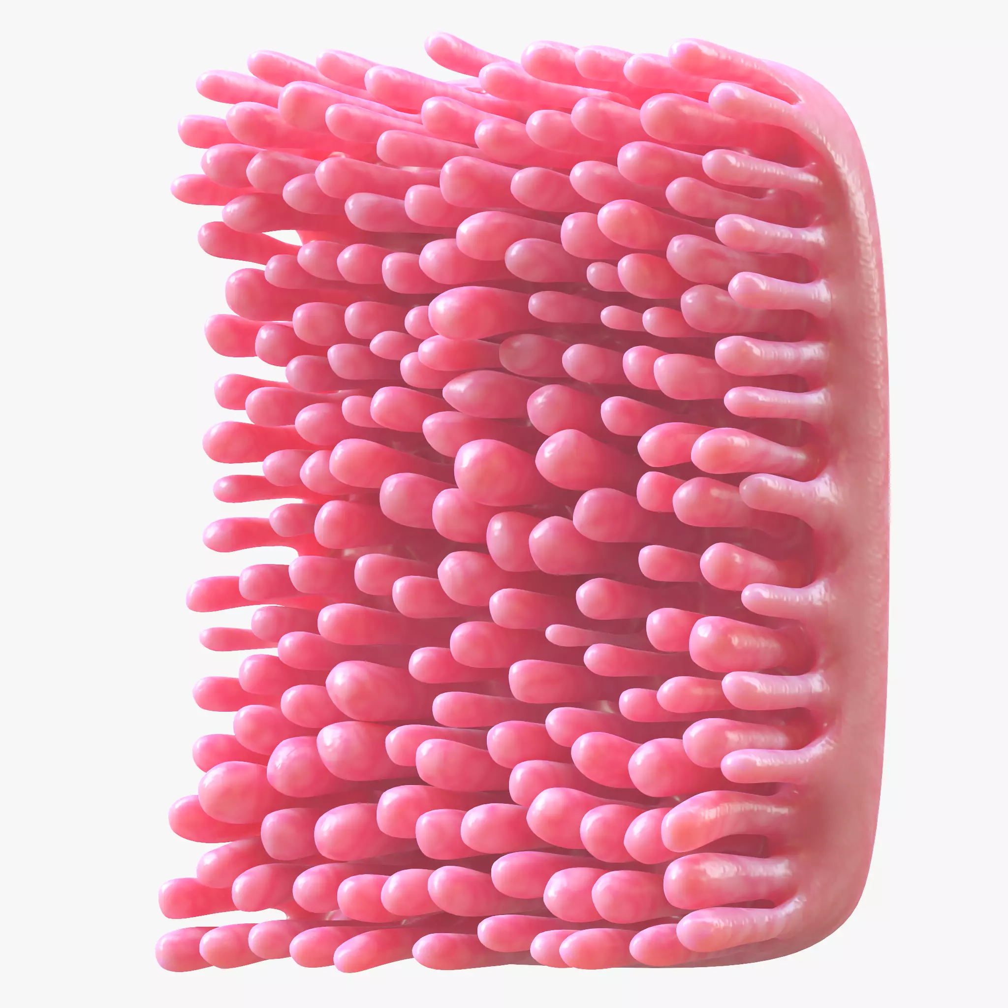 Intestinal Villi 3D model