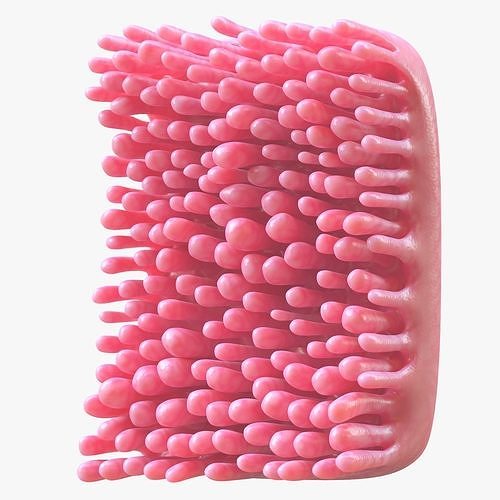 Intestinal Villi  3D model