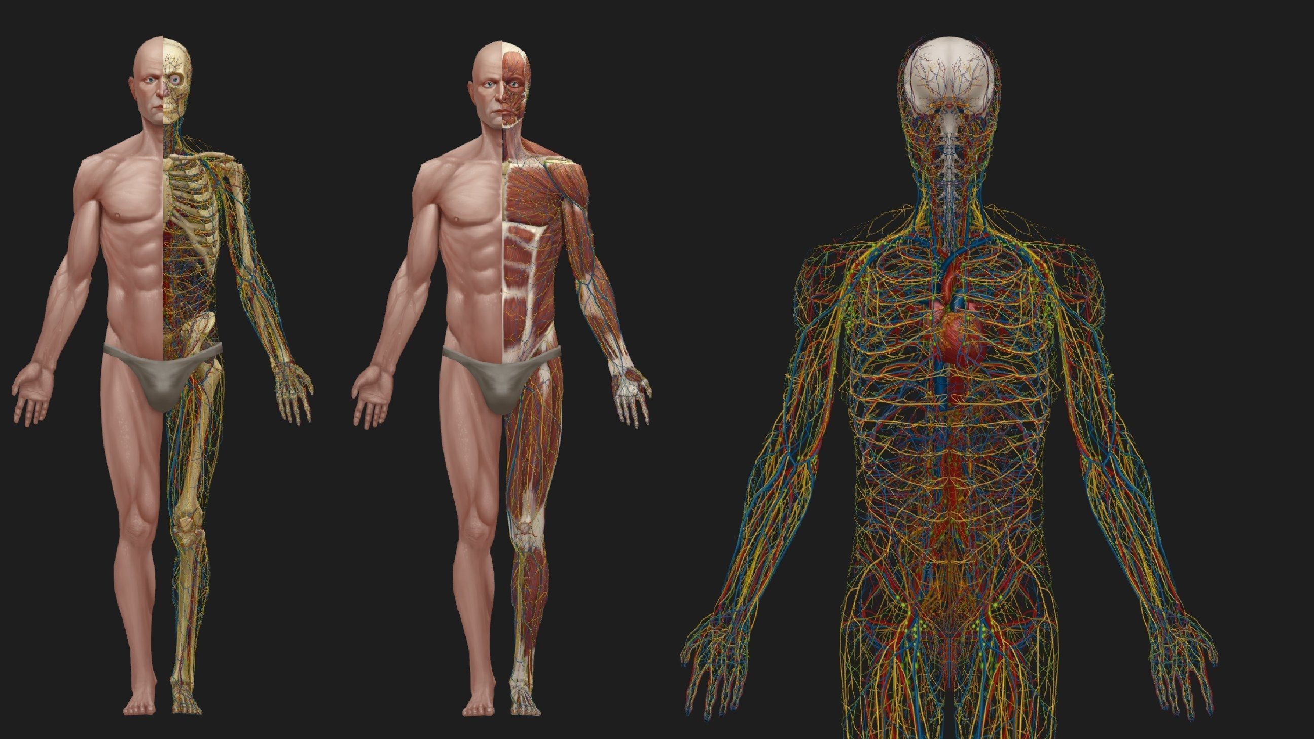 Hand Painted Anatomy model Low-poly 3D model_38
