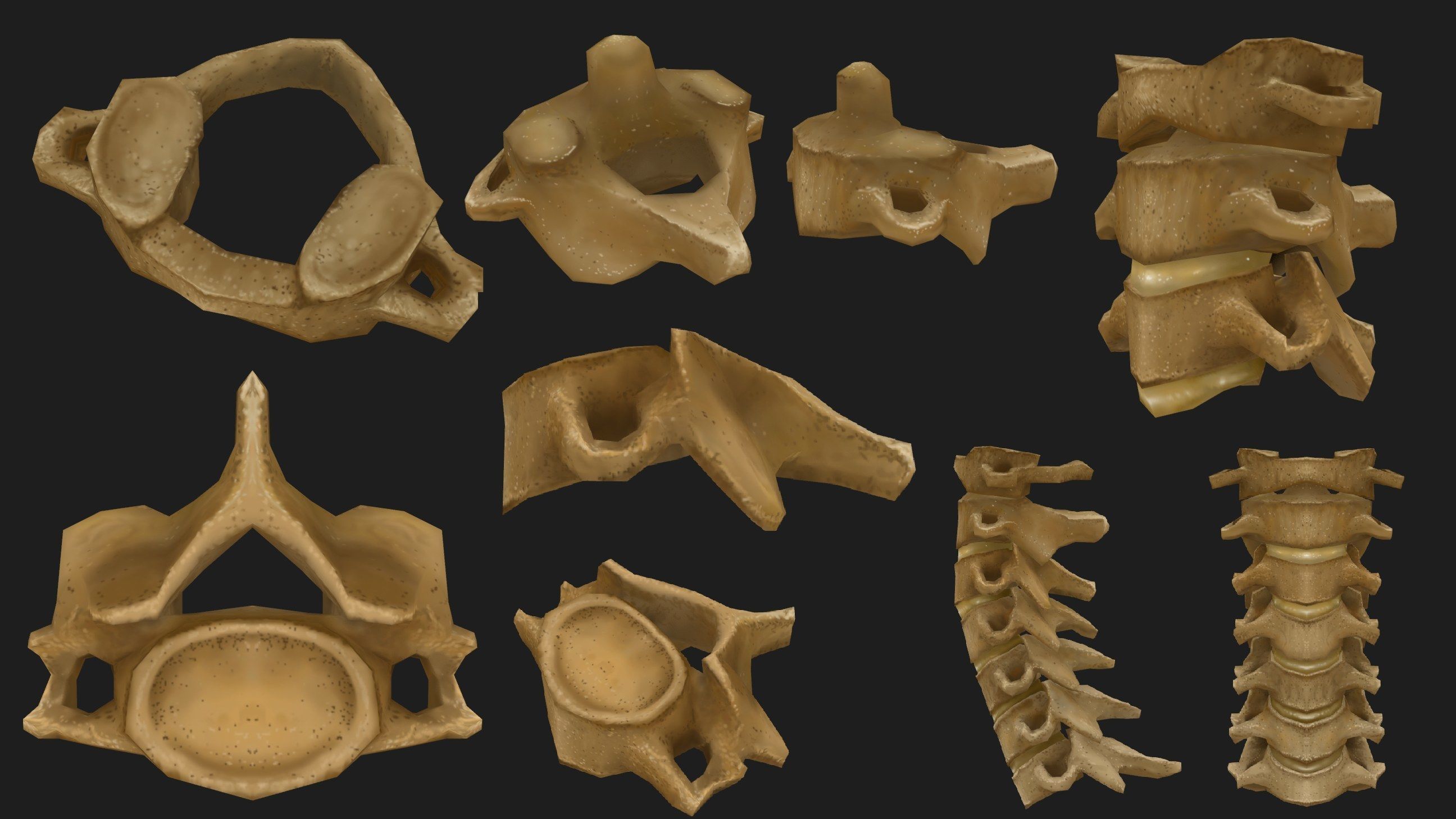 Hand Painted Anatomy model Low-poly 3D model_3