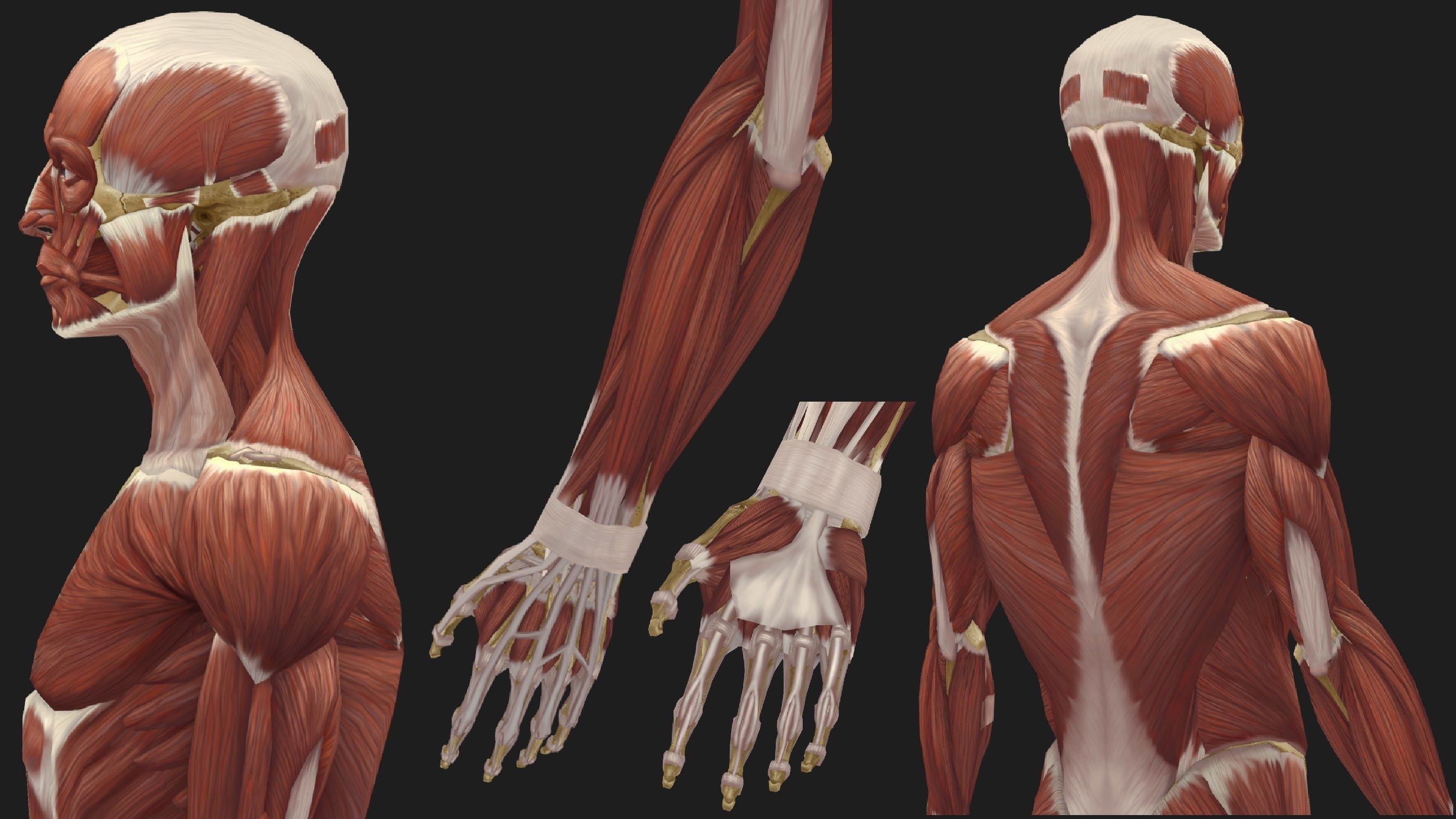 Hand Painted Anatomy model Low-poly 3D model_17