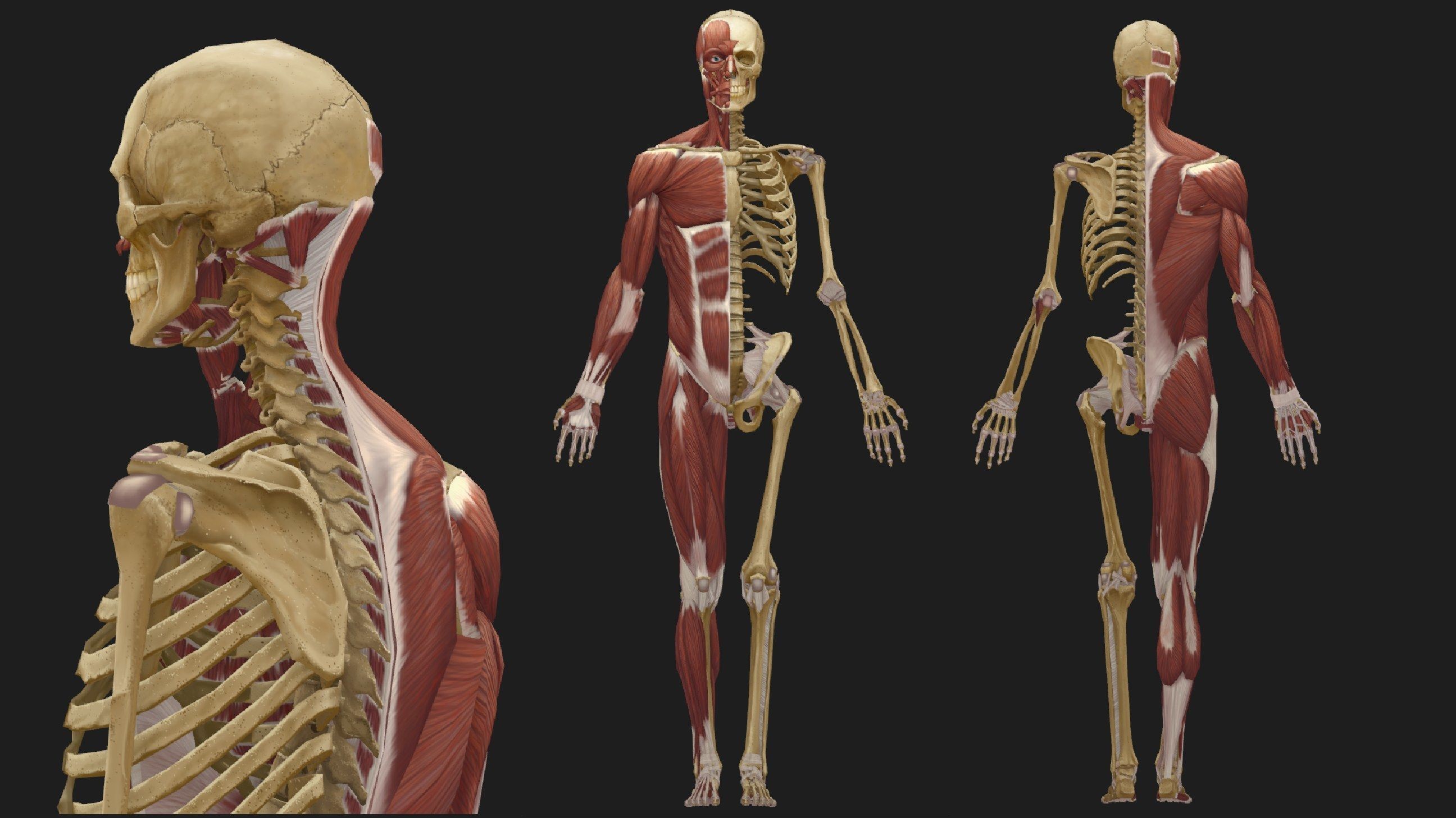 Hand Painted Anatomy model Low-poly 3D model_21