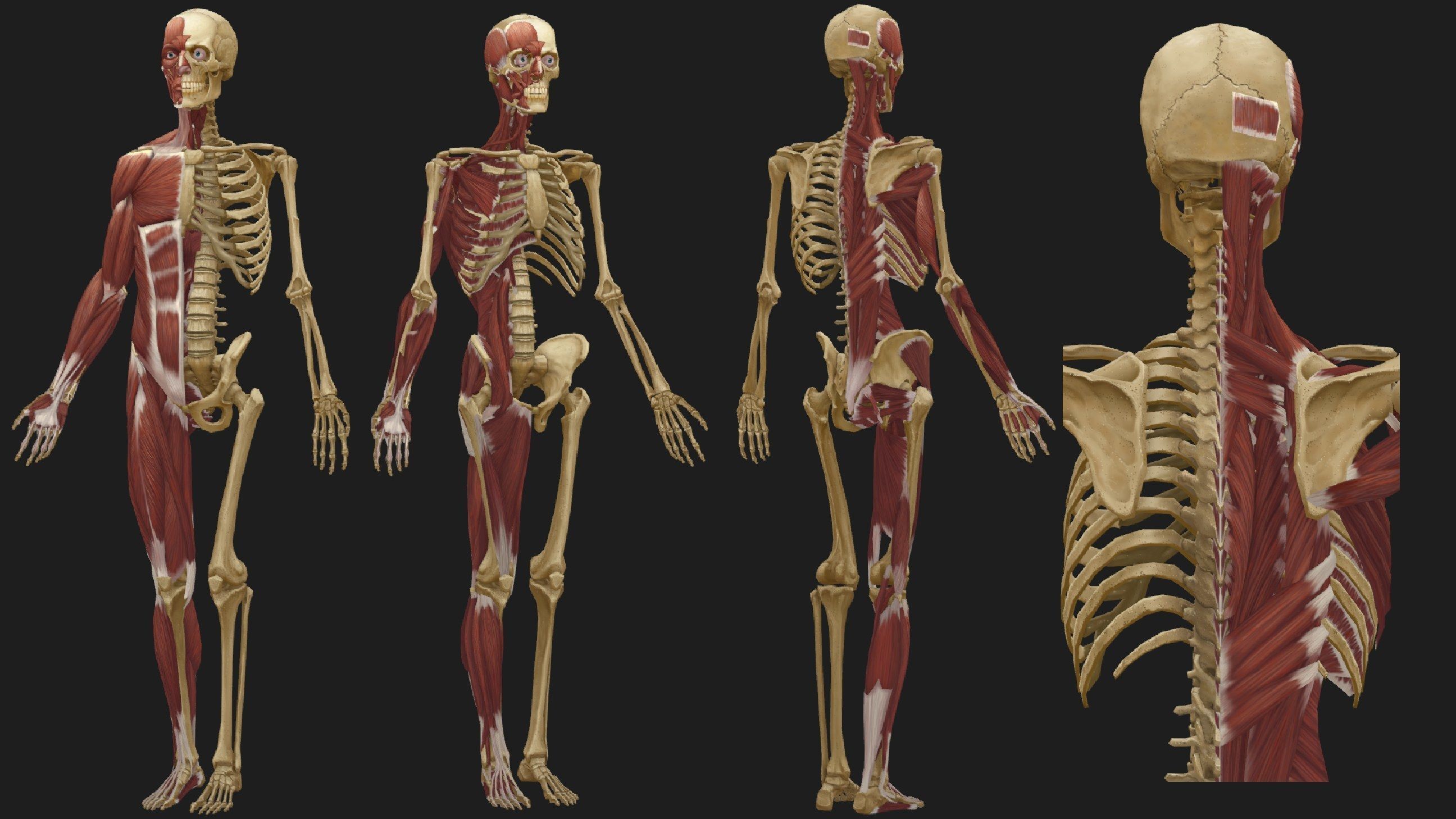 Hand Painted Anatomy model Low-poly 3D model_22