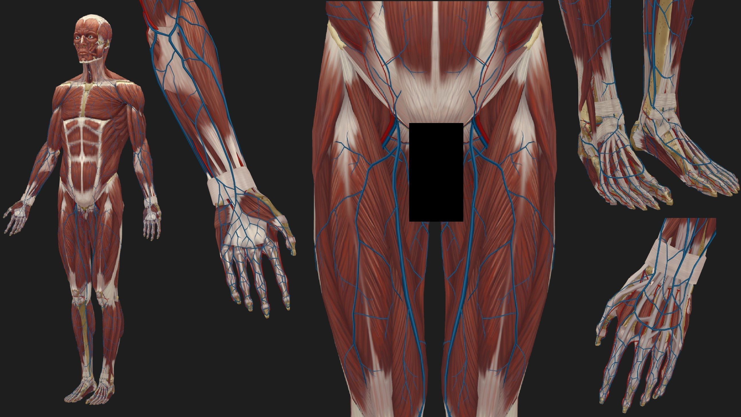 Hand Painted Anatomy model Low-poly 3D model_27