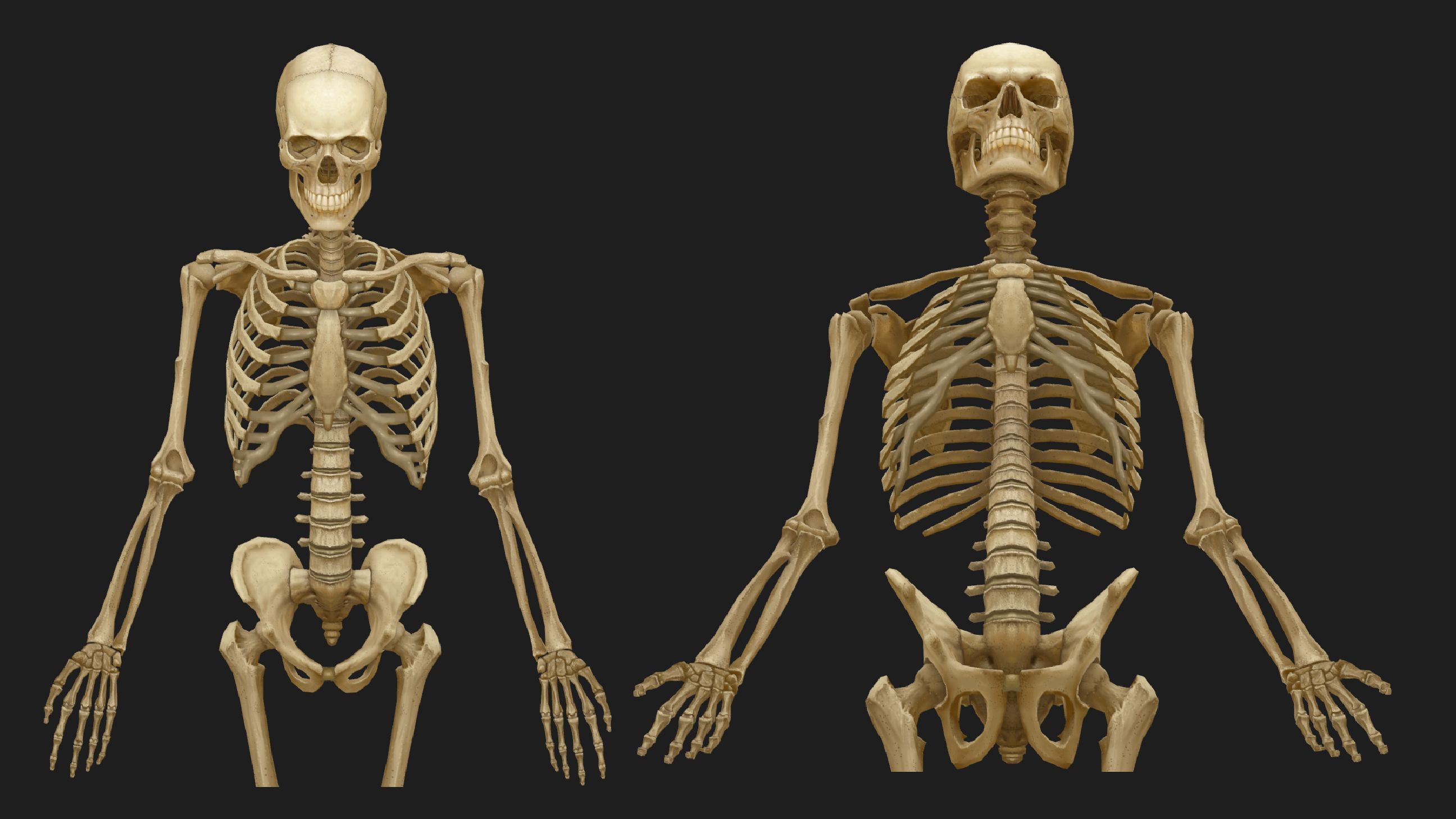Hand Painted Anatomy model Low-poly 3D model_13