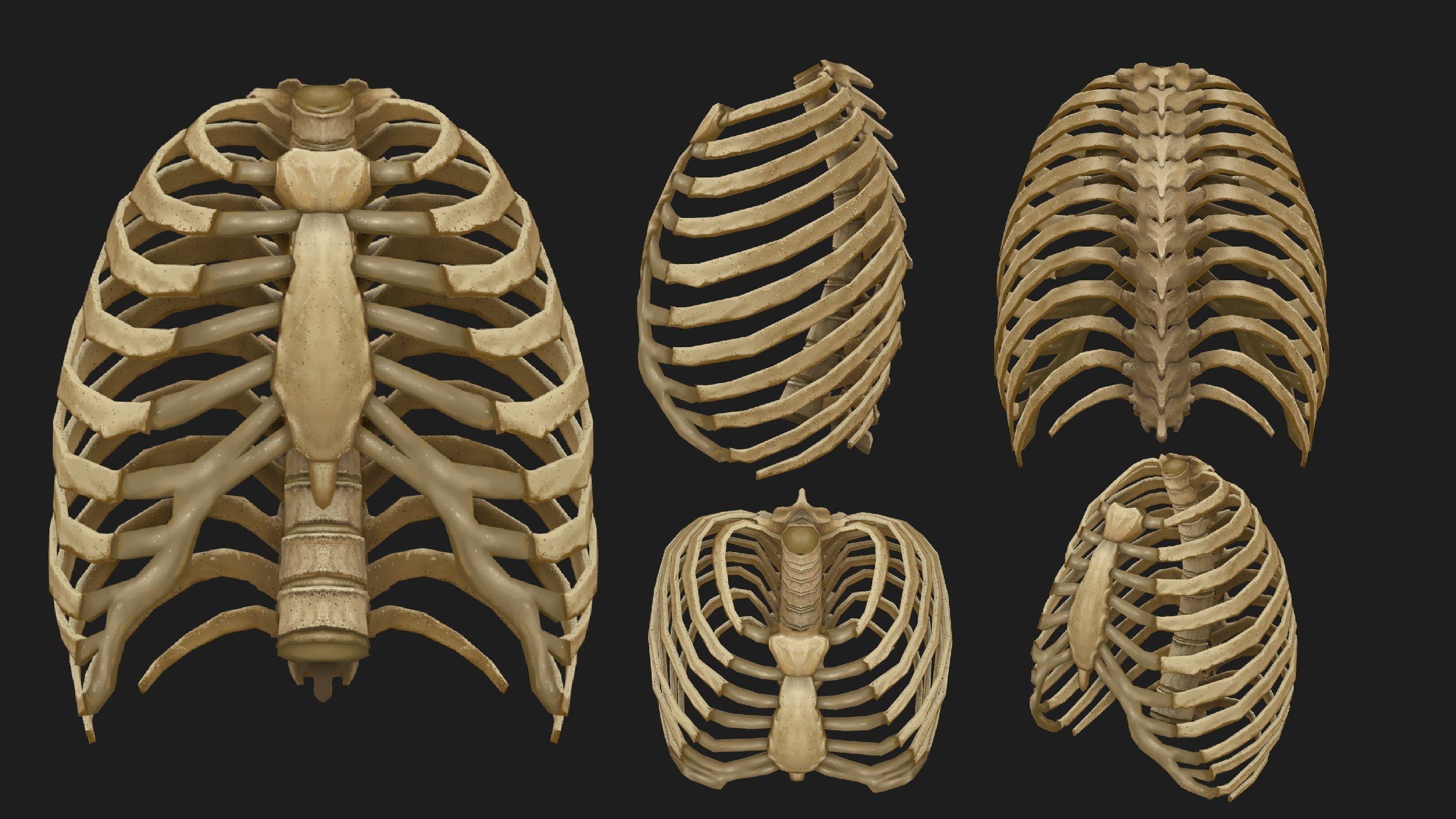 Hand Painted Anatomy model Low-poly 3D model_7